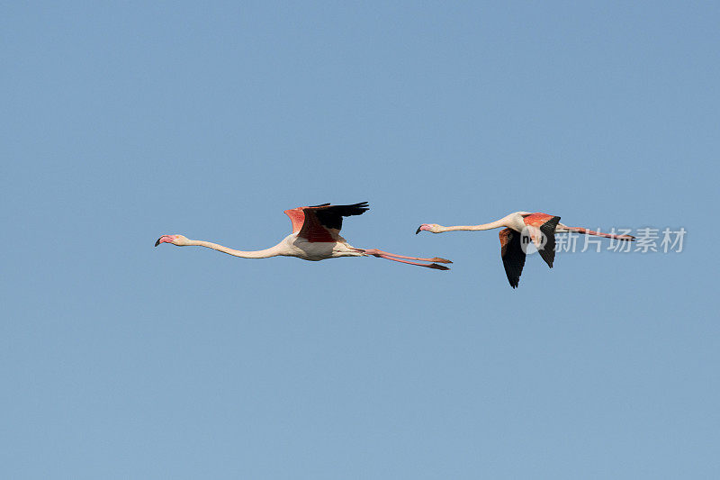 粉红色的火烈鸟(Phoenicopterus roseus)在飞翔